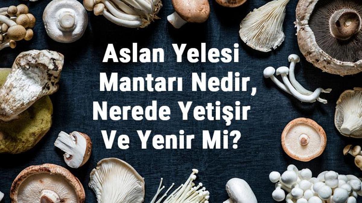 Aslan Yelesi Mantarı Nedir Nerede Yetişir Ve Yenir Mi Aslan Yelesi