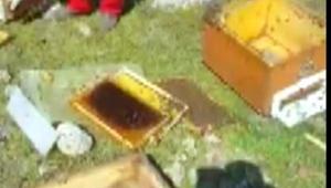 Ayı kovanları parçaladı