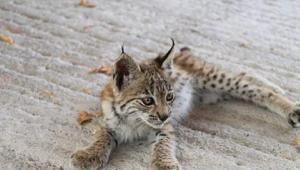 Bitkin bulunan yavru vaşağa koruma