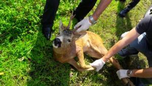 Yavru karaca, köpek saldırısından kurtarıldı