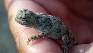 Gören şaşırıyor... Türkiyede o bölgede yaşıyor