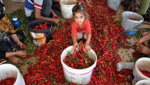 Kırmızı biber 8 bin kişiye iş sağlıyor