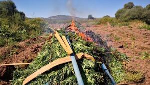 Diyarbakırda 6 milyon kök Hint keneviri ele geçirildi