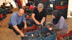 Sofralık üzümde kurutma başladı