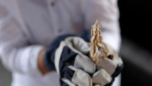 Tokatta nesli tükenmekte olan balaban kuşu, yaralı bulundu