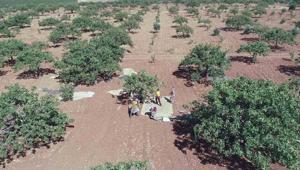 ‘Yeşil altında hasat zamanı