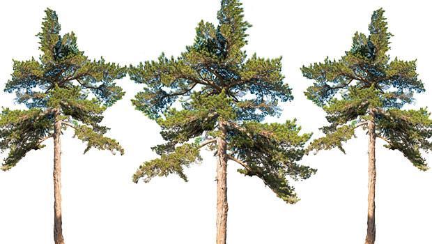 İçindeymişik, yeşilmişik