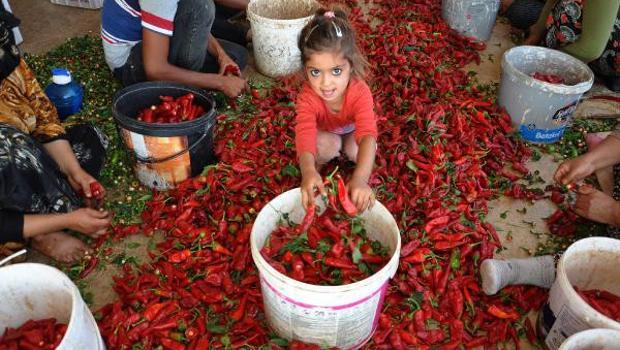 Kırmızı biber 8 bin kişiye iş sağlıyor