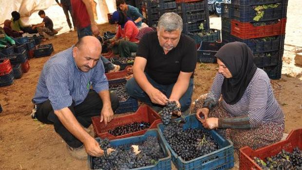 Sofralık üzümde kurutma başladı