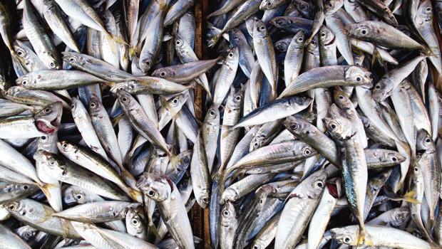 Balık alışverişinin en iyi 10 adresi