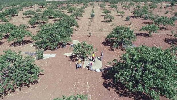 ‘Yeşil altında hasat zamanı