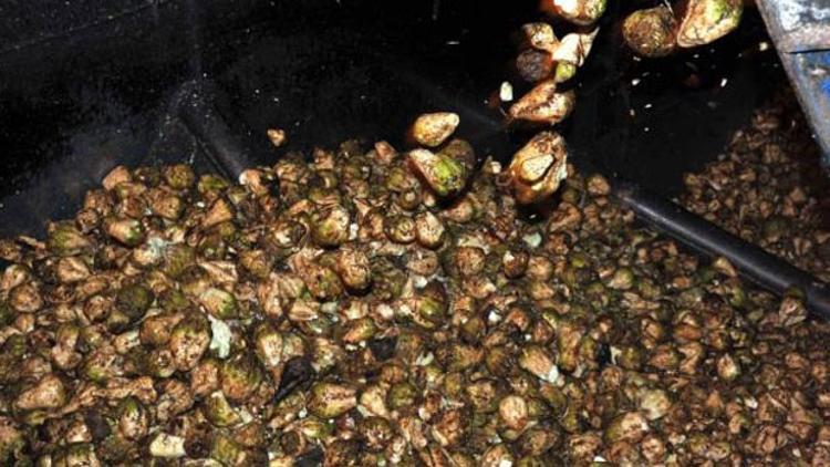 Konya, şeker pancarı üretiminde Türkiye birincisi
