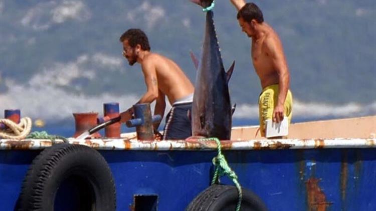 Danıştay son sözü söyledi! Yavaş şehirde orkinos zaferi