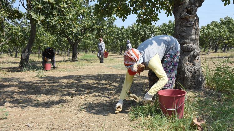 Uzak Doğu'ya siyah incir tanıtılacak