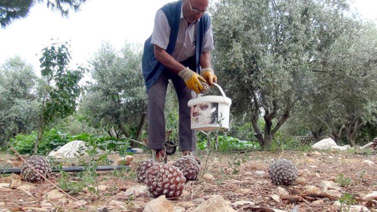 Gölgesi için dikti ama bu kadarını kimse beklemiyordu! İlk hasadında 40 bin TL kazandı