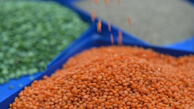 Güneydoğu'dan ABD ve AB'ye hububat ve bakliyat ihracatı artıyor