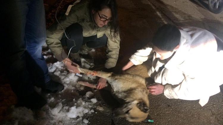 Kedi ve köpekleri zehirleyen doktora 5 yıl hapis cezası