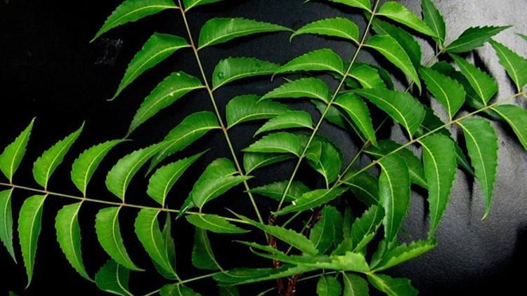 Neem Ağacı Nedir? Neem Ağacının Faydaları Nelerdir?
