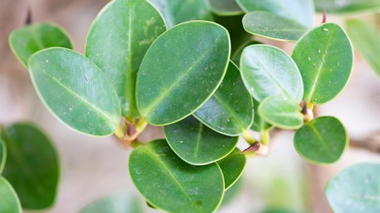 Ficus Elastica Nasıl Çoğaltılır?