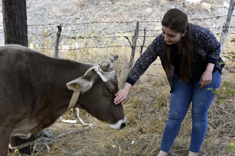 Firari inek Bayburtta kaçtı, Gümüşhanede bulundu