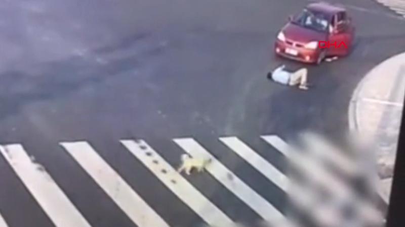 Çin'de köpekten yayalara 'trafik dersi'