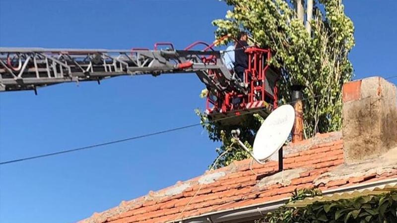 Kestiği ağacın üzerine devrilen dalı arasında kafası sıkışıp öldü