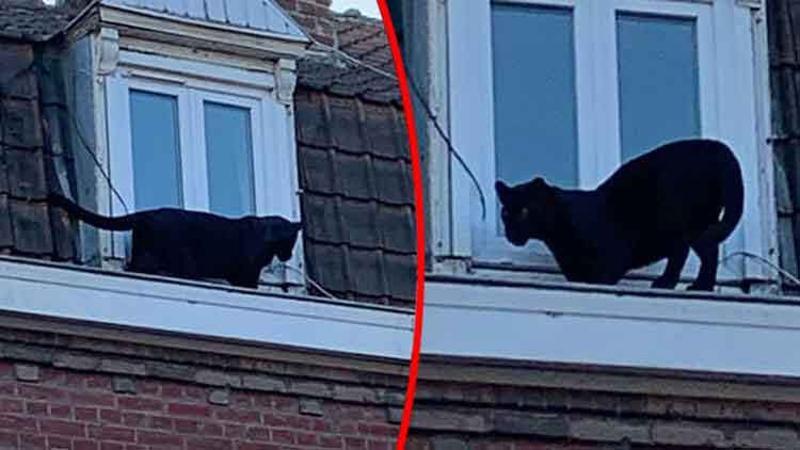 Çatı katında panter şoku