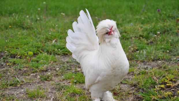 Otomobil Fiyatina Osmanli Tavugu Son Dakika Flas Haberler