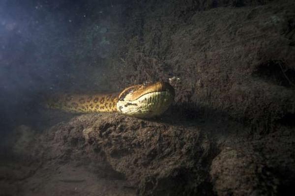 Dev anakonda böyle görüntülendi! - Magazin Haberleri