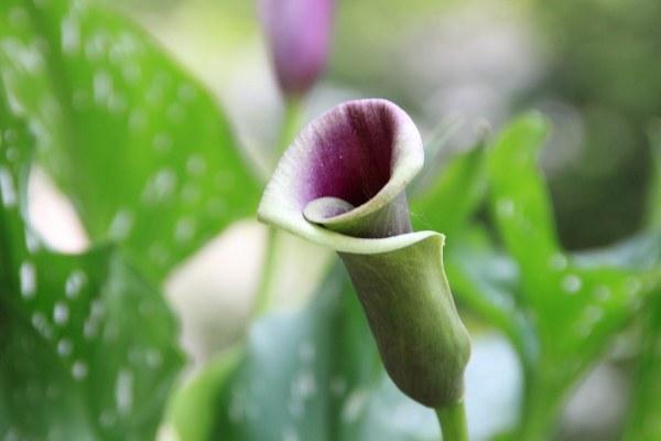 Hangi burç, hangi çiçekten hoşlanır | Astroloji