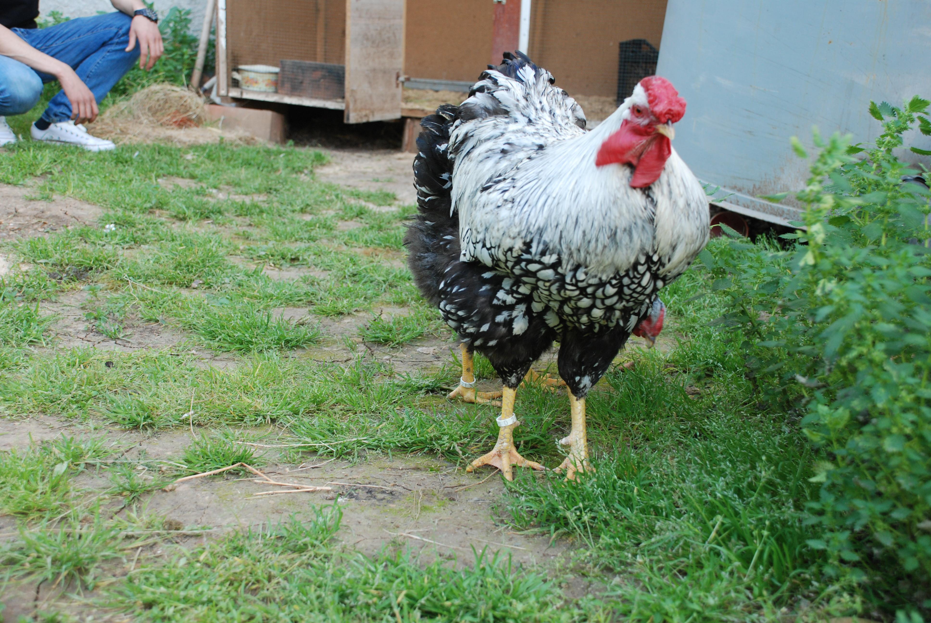 Dana Fiyatina Tavuk Satin Aldi Son Dakika Haber Dana Fiyatina Tavuk Satin Aldi Son Dakika Haber