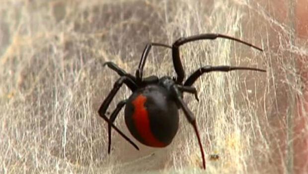 BBC: Zehirli örümcek, cinsel organından ısırdı - En Son Haberler