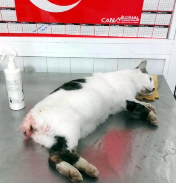 Antalya Haberleri Kuyruğu kopan kedi tedavi edildi Yerel Haberler