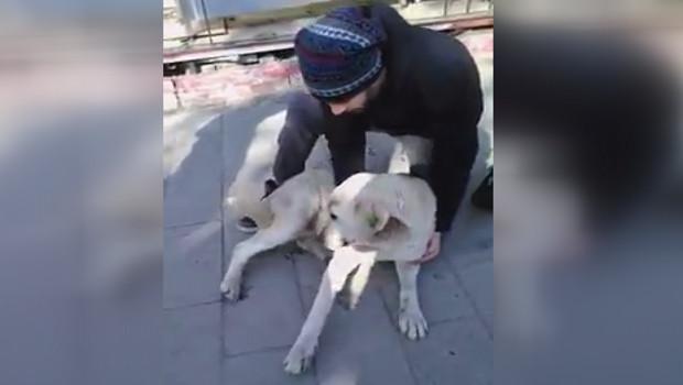Uzerinden Otobus Gecen Kopegin Ayaklari Kirildi Hurriyet Tv
