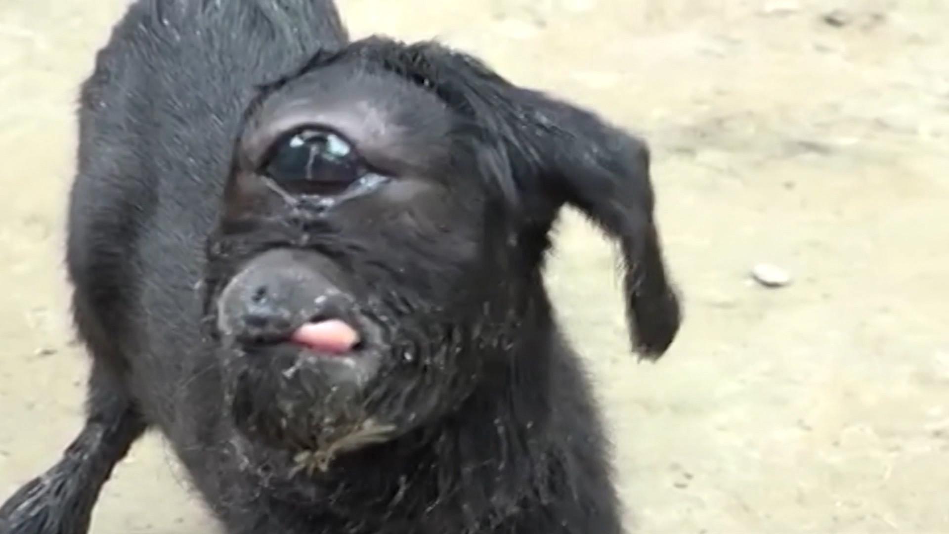 Hindistan Da Tek Gozlu Dogan Keci Dunyadan Haberler