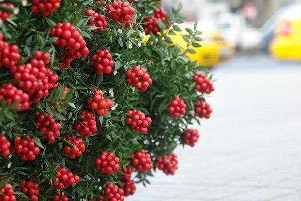 Yılbaşı çiçeği Kokina nedir?