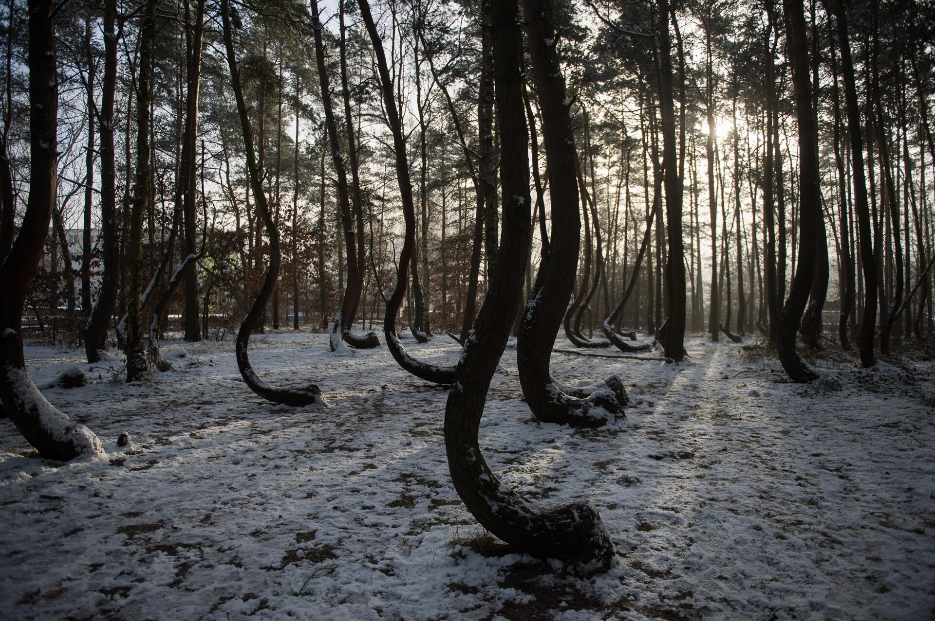Корявый лес Польша