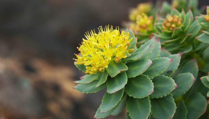 Rhodiola Altin Kok Bitkisinin Yararlari Nelerdir Rhodiola Bitkisi Hangi Tedavilerde Kullanilir