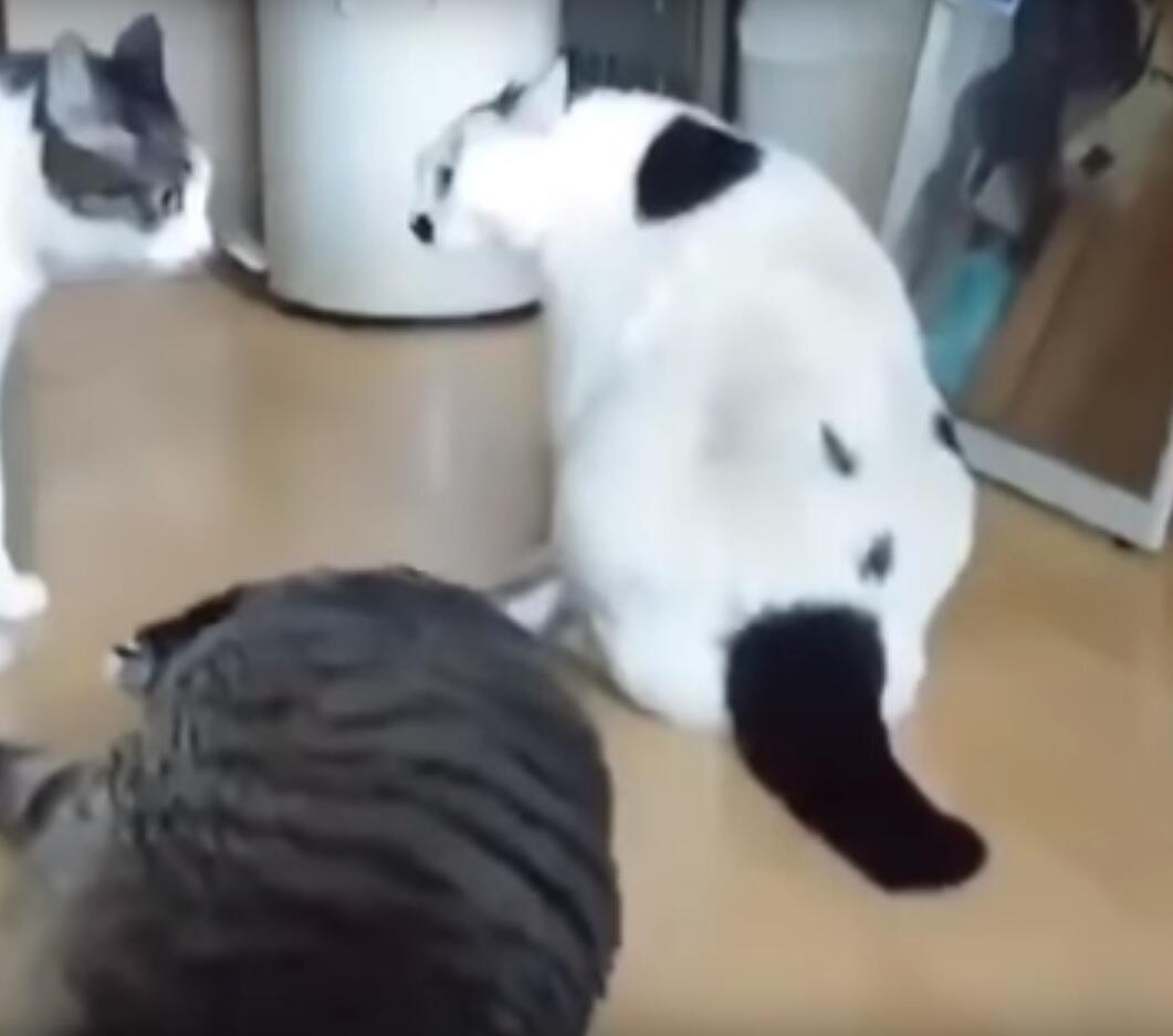 Obez kedi yere yatarak kavgayı durdurdu! Haberler
