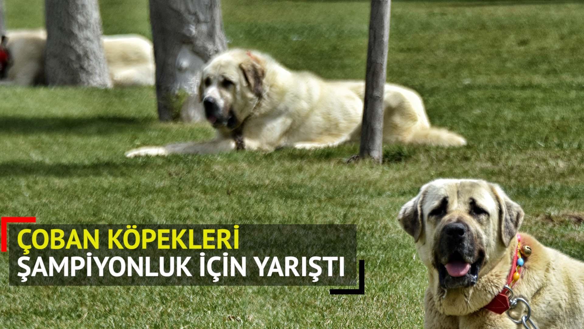 Coban Kopekleri Turkiye Sampiyonasi Icin Yaristi Son Dakika Haberleri