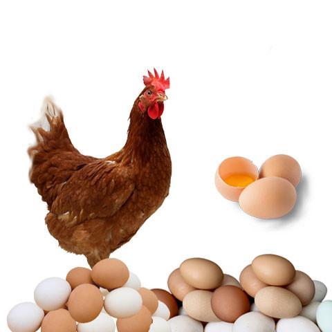 Tavuklar Uzayda Yumurtlayabilir Mi Teknoloji Haberler Tavuklar Uzayda Yumurtlayabilir Mi Teknoloji Haberler