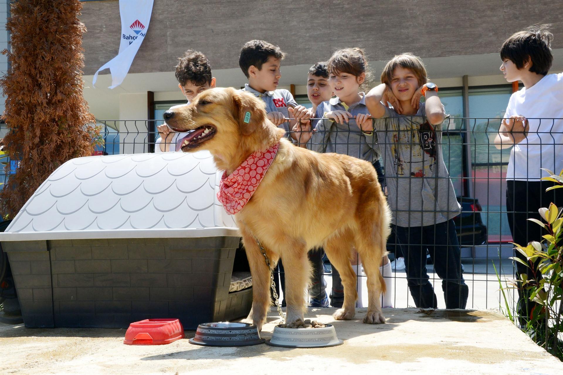 Trabzon’da her okula bir sokak köpeği Son Dakika Eğitim Haberleri