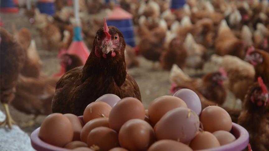 Tavuk eti ve yumurta üretimi arttı Son Dakika Haberler