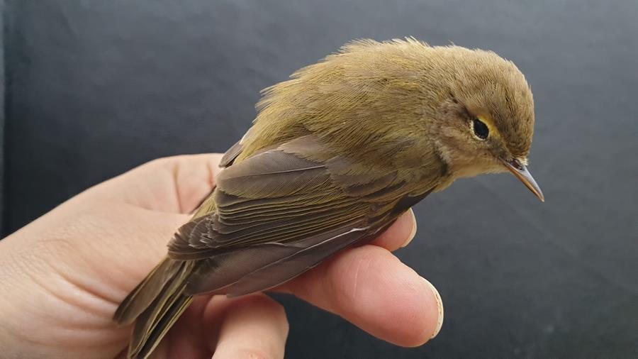 Ankara Haberleri Bu Kus Cok Civgin Yerel Haberler Ankara Haberleri Bu Kus Cok Civgin Yerel Haberler