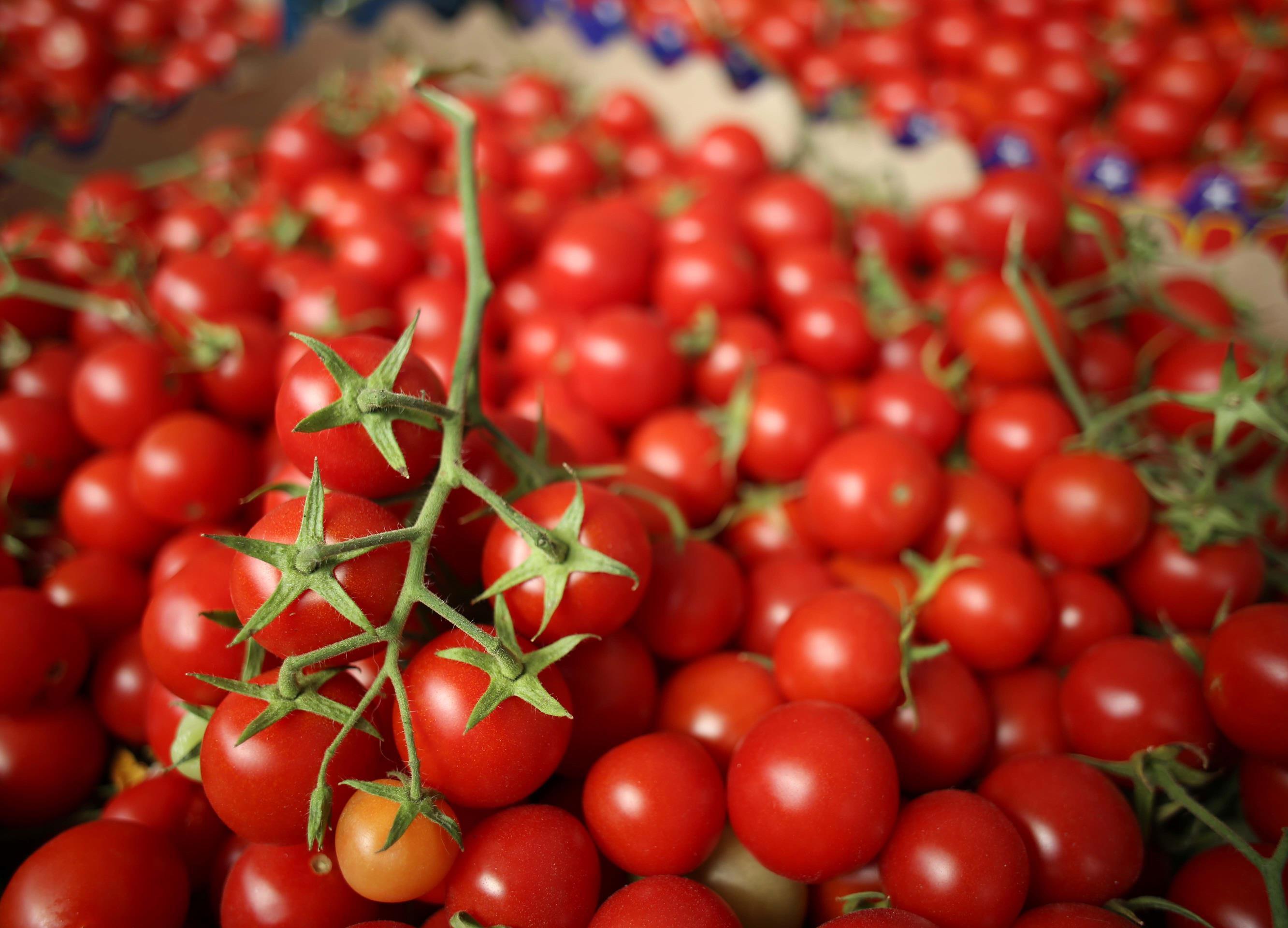 52 bin tonla domates birinci