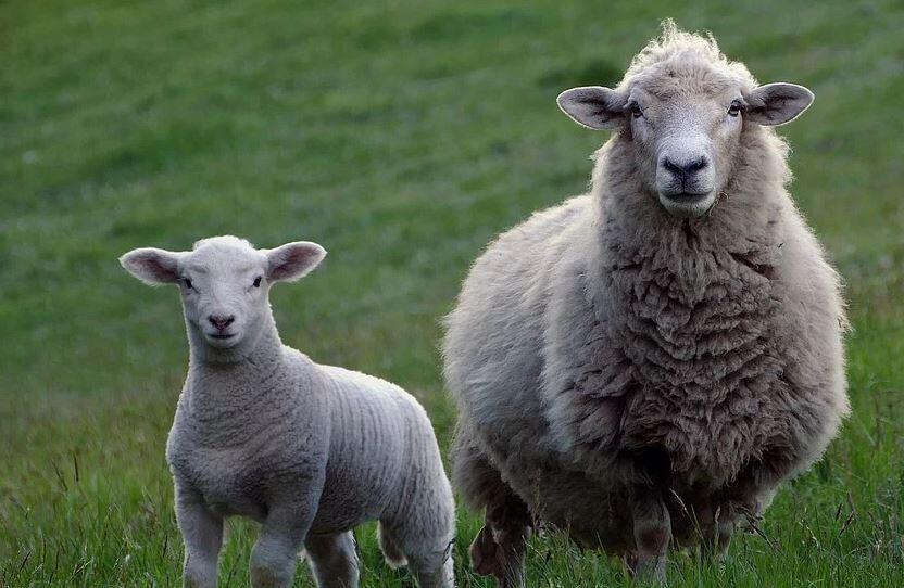 Koyunlarin Sorunu 2 Uzay Oyunu 3 Koyun Shaun Macera