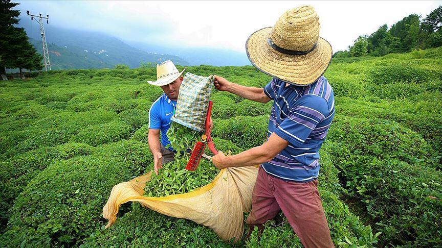 Çay hasadı için Rize'ye gelenlerin sayısı 16 bini buldu