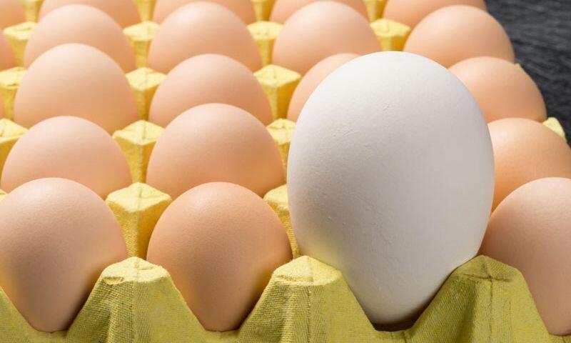 Kaz yumurtasının besin değerleri ve faydaları