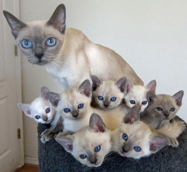 Mutlu aile tablosu oluşturan kedi fotoğrafları