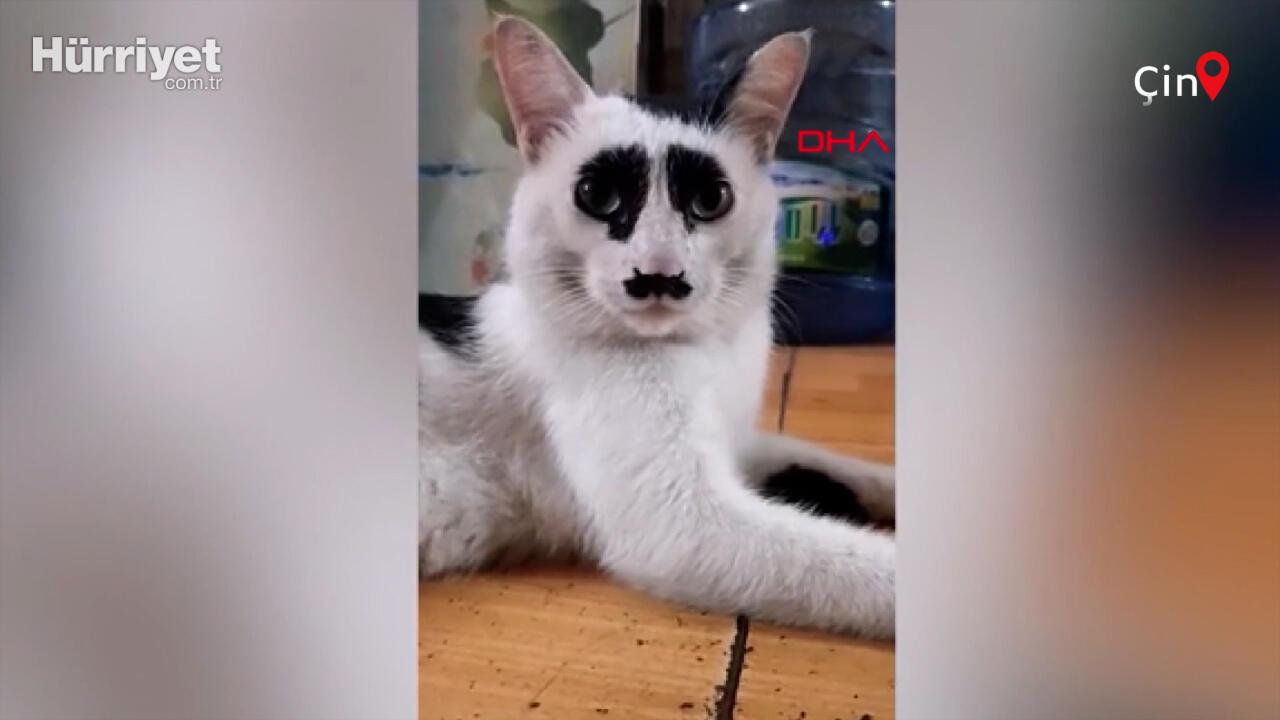 Çin�deki �üzgün kedi�, sosyal medyada ilgi odağı oldu Eğlenceli Komik